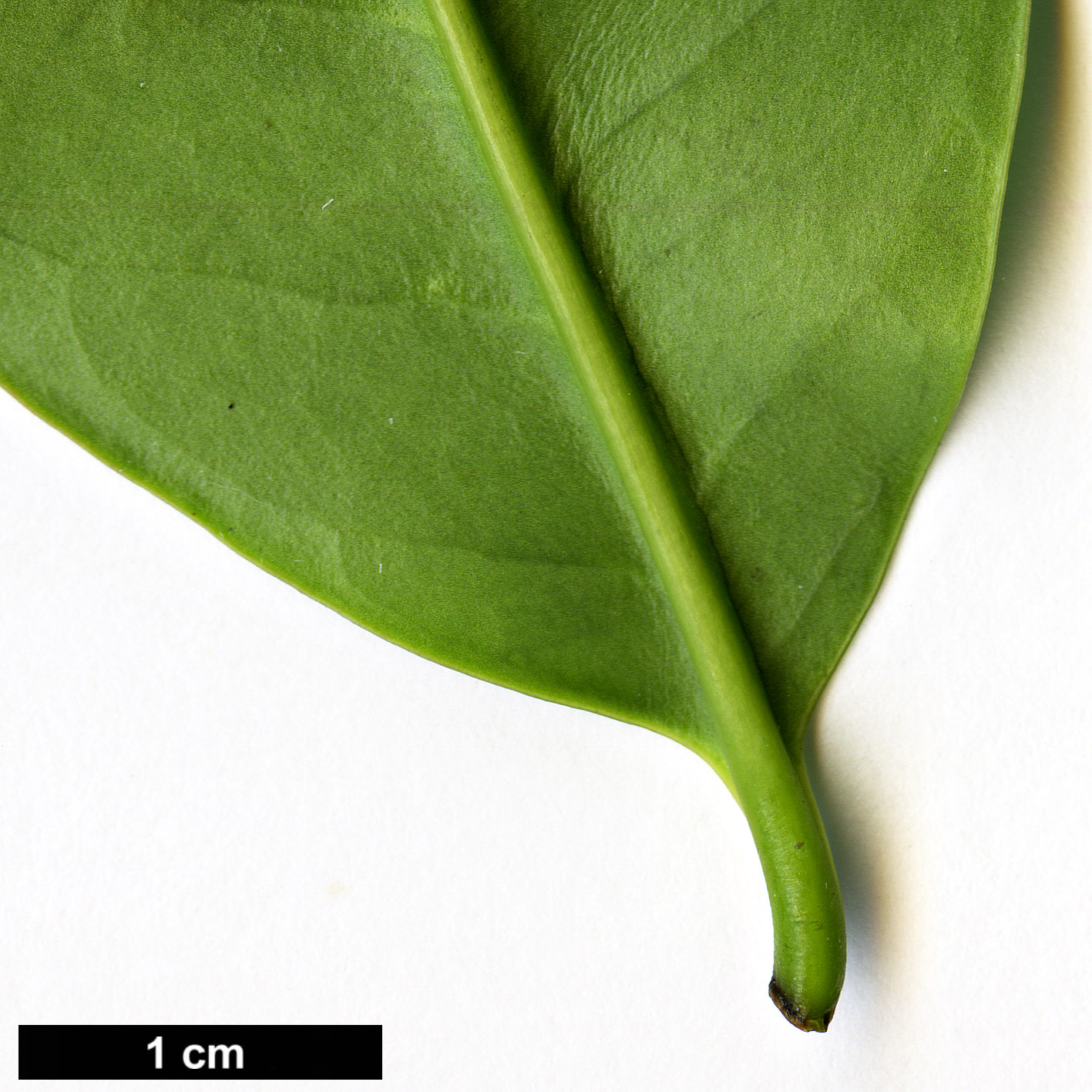 High resolution image: Family: Aquifoliaceae - Genus: Ilex - Taxon: discolor - SpeciesSub: var. tolucana